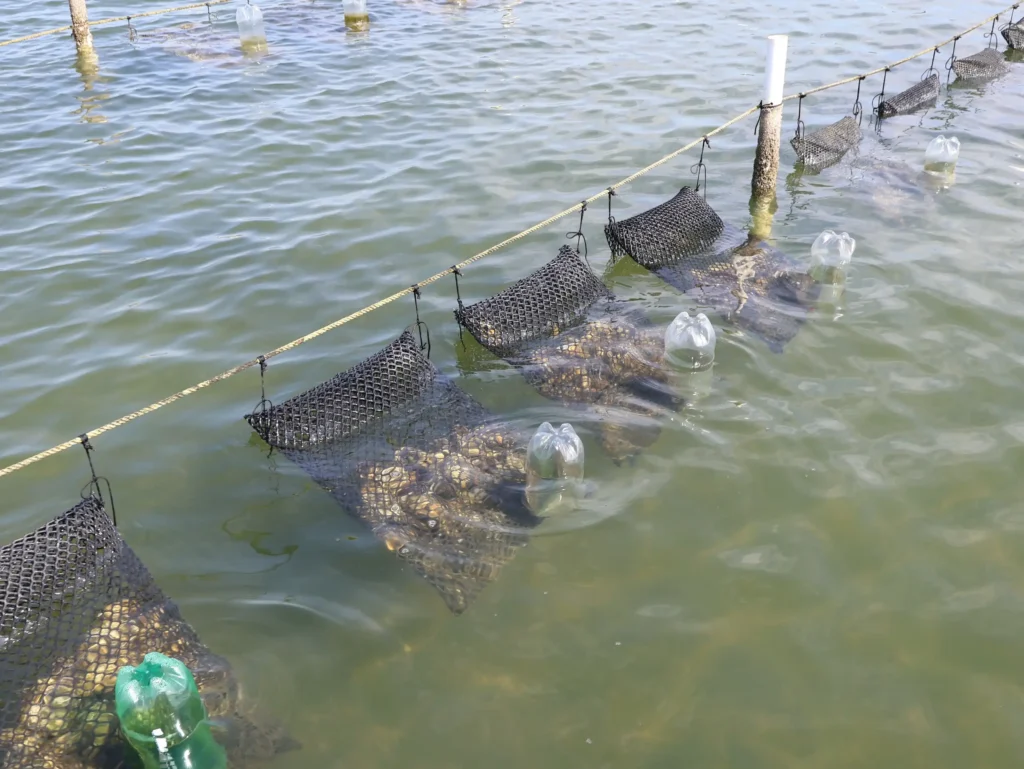 Sistema de cultivo suspendido de ostión en Bahía Magdalena