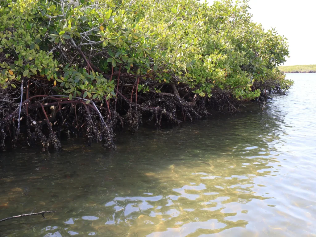 Manglar en el estero de San Buto, Baja California Sur