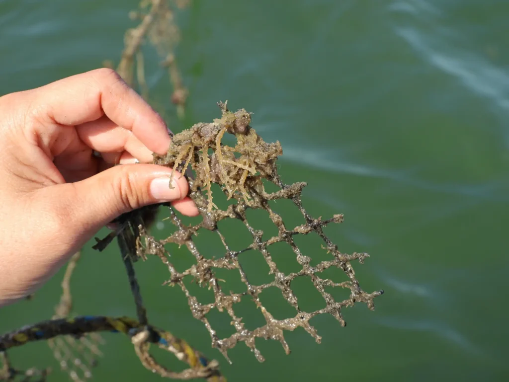 Semilla de ostión en malla de cultivo, granja Oyster Mex