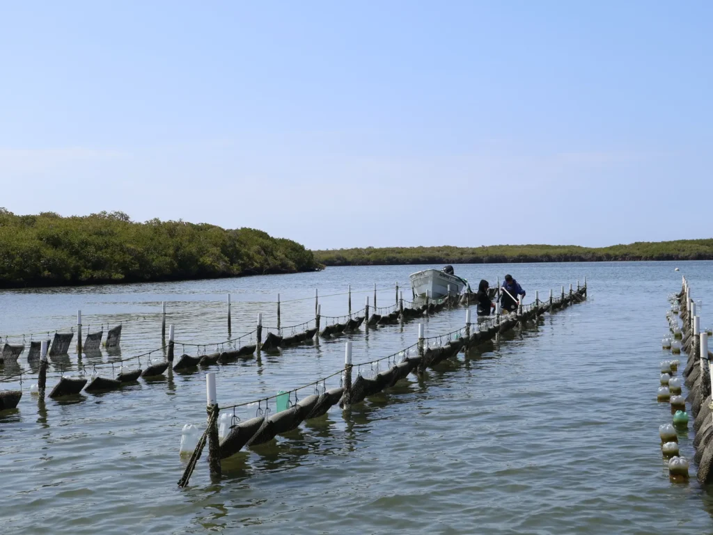 Panorámica de la granja de ostiones de Oyster Mex en Baja California Sur