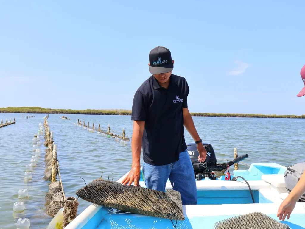 Trabajo de manejo de canastas desde la panga en la granja Oyster Mex