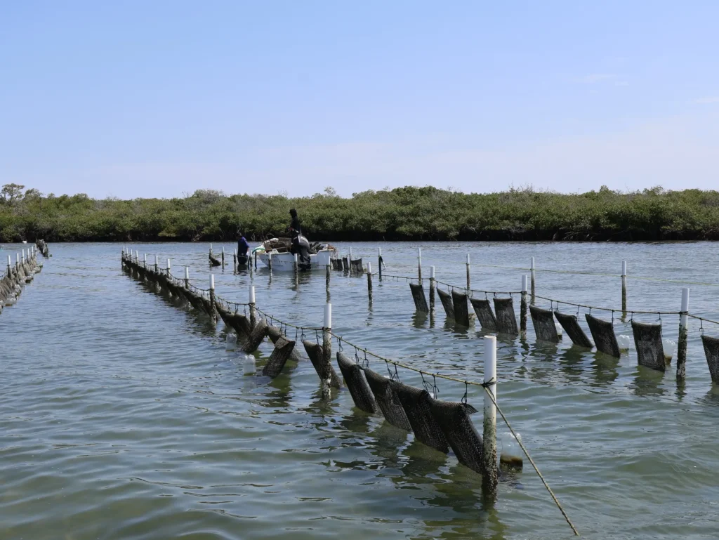 Líneas de cultivo de ostión extendidas en el estero de San Buto, Bahía Magdalena