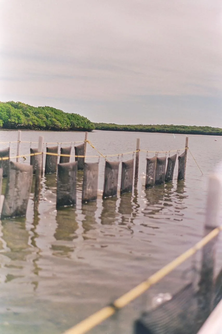 Oyster Mex - Granja del Mar