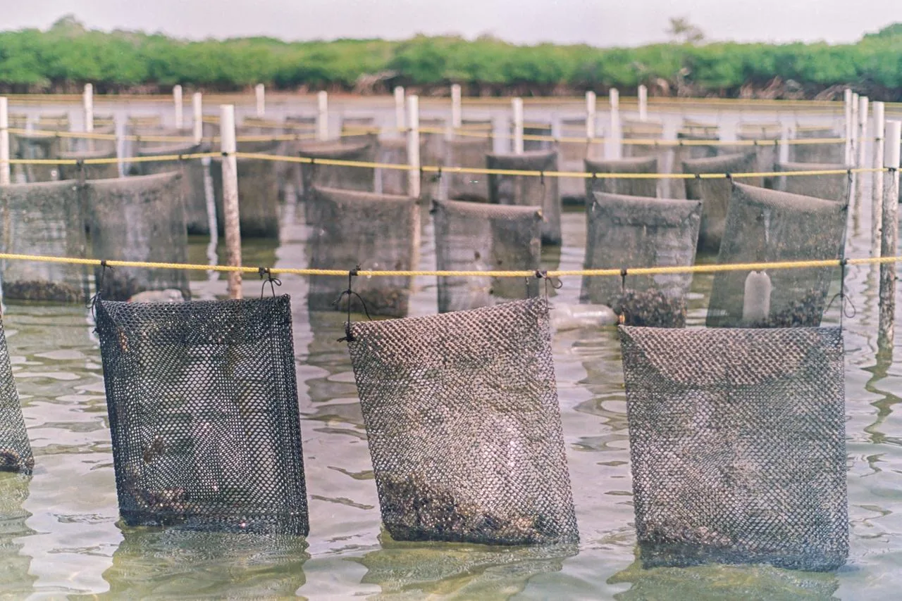 Oyster Mex - Granja del Mar