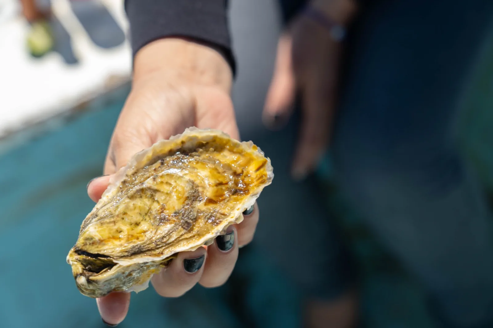 ostion fresco media concha oyster mex baja california sur