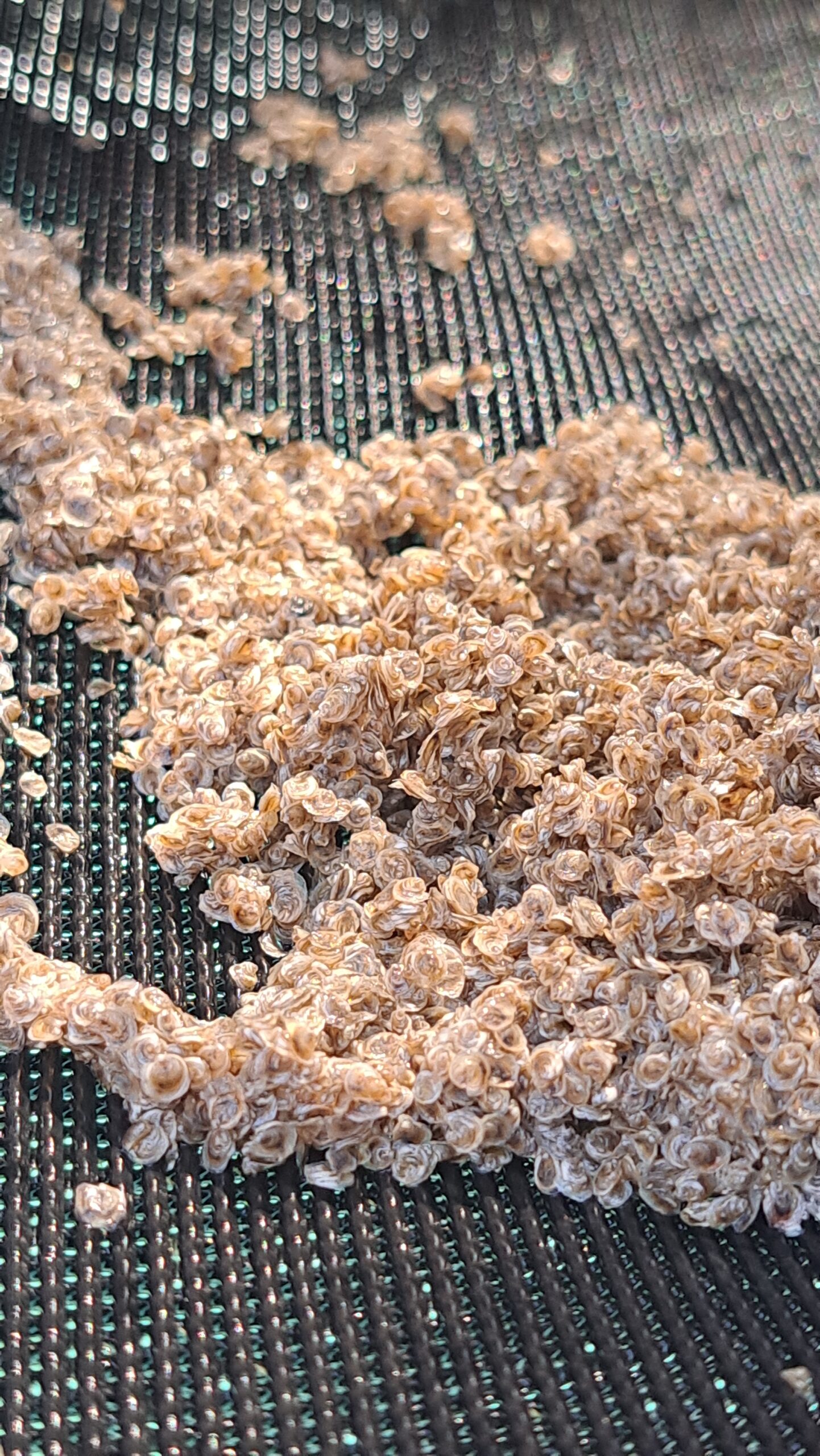 Oyster Mex - Granja del Mar